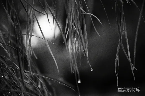 高清摄影 雨滴挂在绿叶尖上。