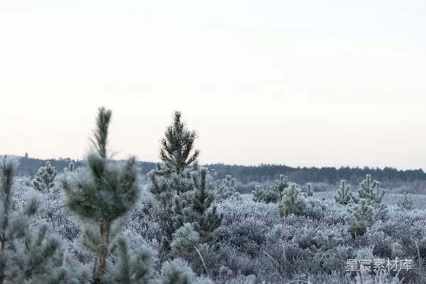 高清摄影 一片覆盖着雪的田野，前景中有树木和灌木。