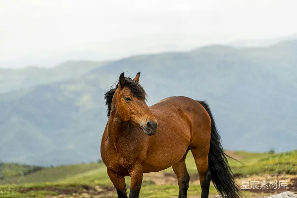 高清摄影 一匹棕色的马站在郁郁葱葱的青山坡上