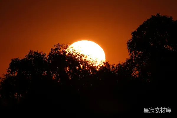 高清摄影 黄昏时分，夕阳在剪影的树木后面落下