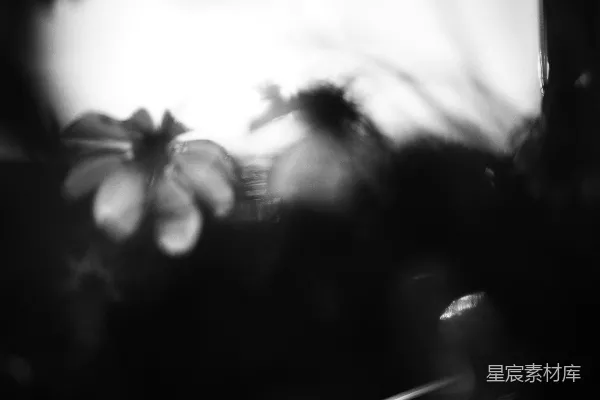 高清摄影 模糊的花朵剪影映在明亮的光线下