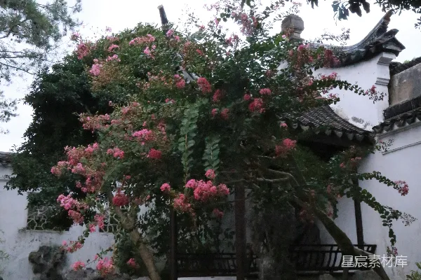 高清摄影 一座白色建筑物上开满了粉红色的花。