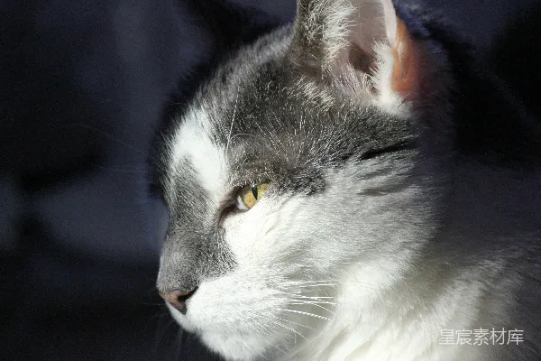 高清摄影 一只黄色眼睛的猫的特写。