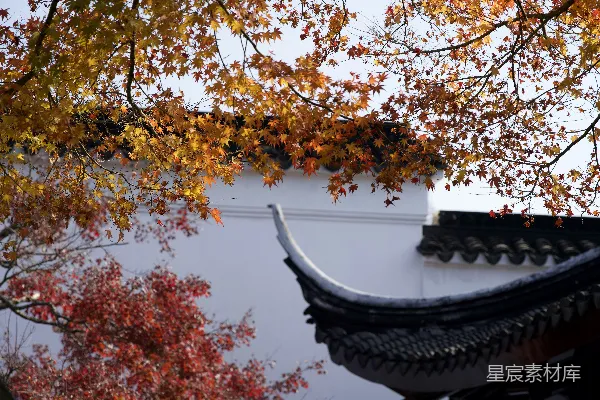 高清摄影 一座建筑物前面有一棵树。
