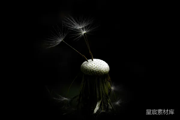 高清摄影 蒲公英的花头在黑色背景前。