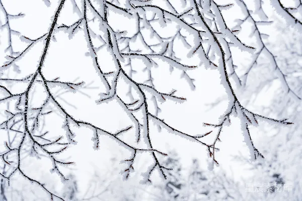 高清摄影 树上的树枝覆盖着雪。