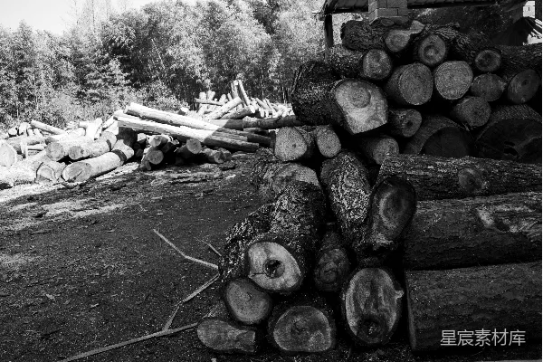高清摄影 一堆木柴已经准备好烧了。