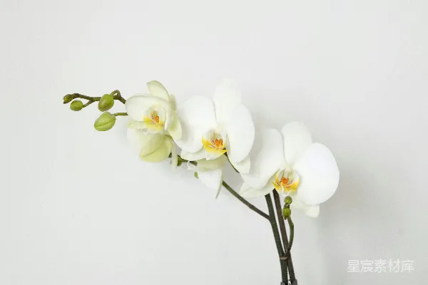 高清摄影 桌子上有一个花瓶里有一朵白花。