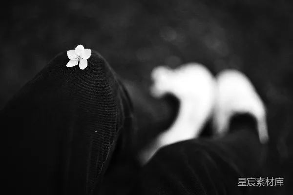 高清摄影 一朵花放在膝盖上。