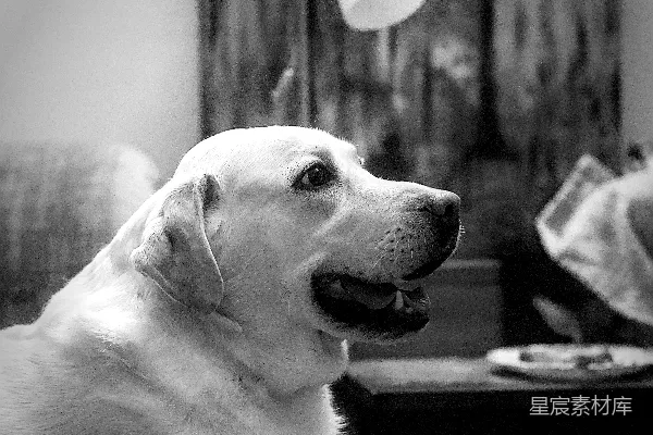 高清摄影 一只拉布拉多犬侧身看去，黑白相间。
