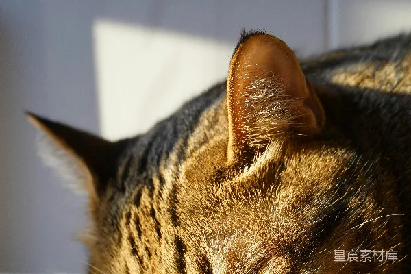 高清摄影 一只猫在椅子上睡觉的特写。
