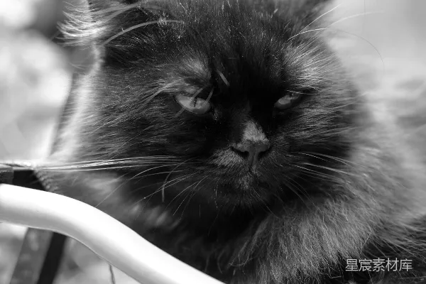 高清摄影 一只蓬松的黑猫直接看向镜头。