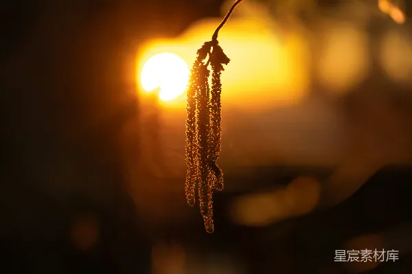 高清摄影 柳絮在温暖而朦胧的阳光下悬挂着。