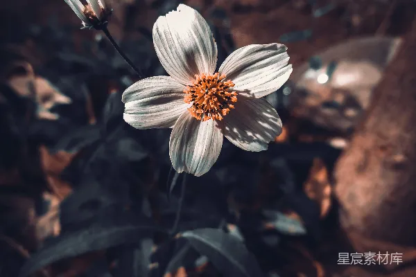 高清摄影 一只蜜蜂在一朵花上