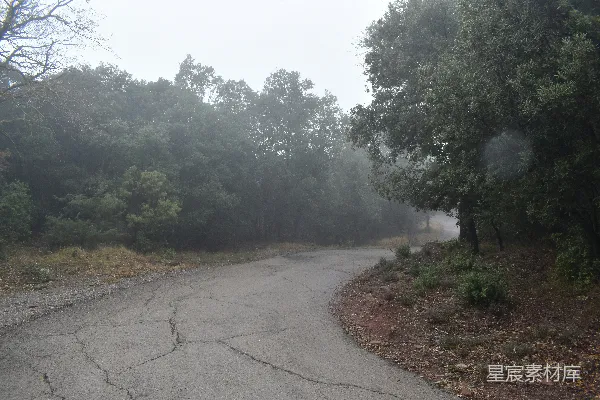 高清摄影 一条雾蒙蒙的小路穿过一片树林