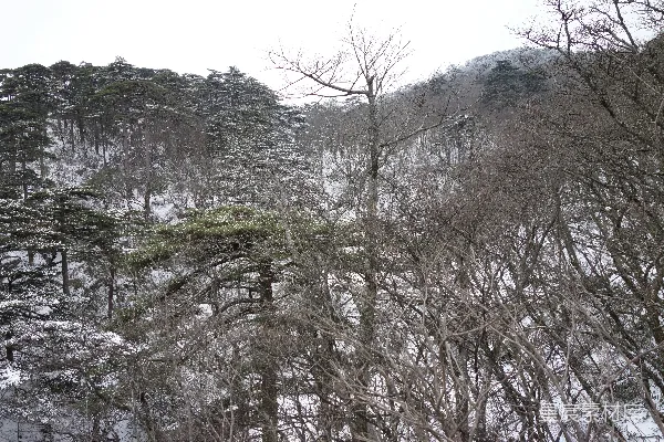 高清摄影 白雪覆盖的森林覆盖了山坡。