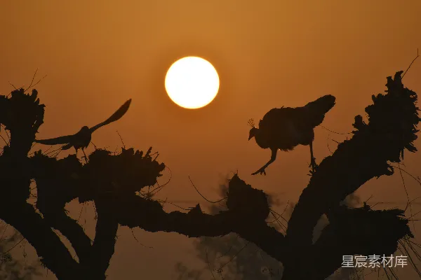 高清摄影 夕阳映照在剪影树丛上，鸟儿在飞舞。