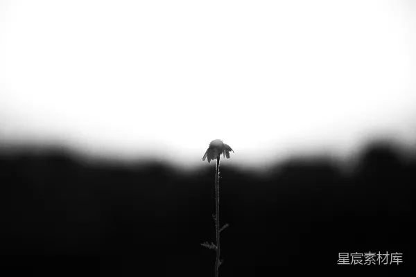 高清摄影 一棵孤独的枯叶依然挺立。