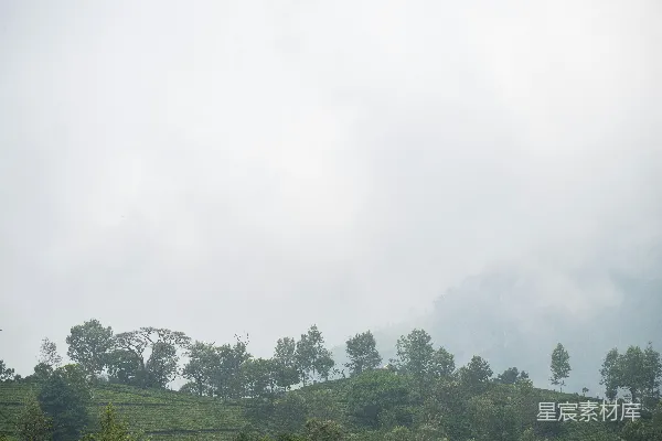 高清摄影 树木和薄雾覆盖了山坡。