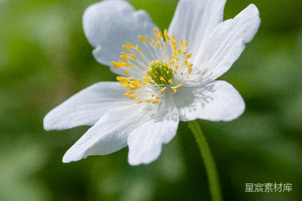 高清摄影 白色罂粟花的特写摄影