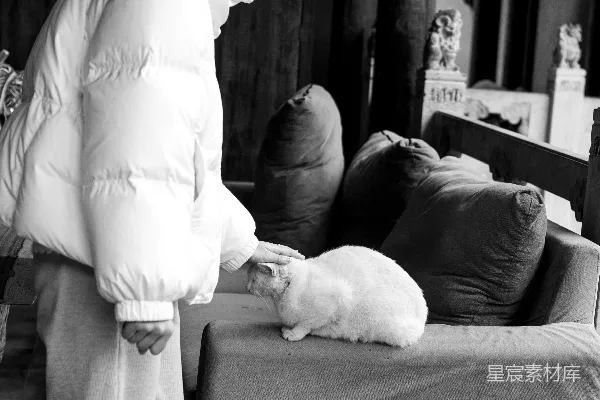 高清摄影 一个人在沙发上抚摸一只白色的猫。