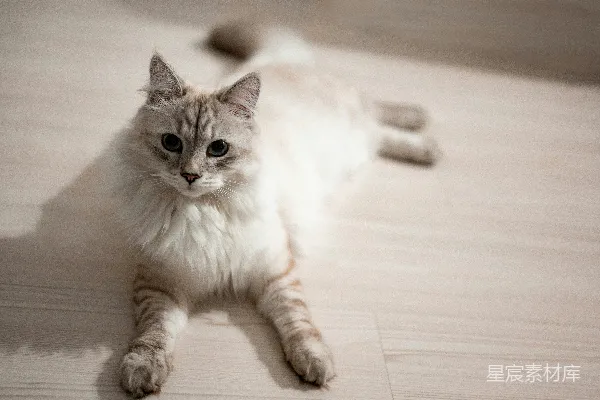 高清摄影 一只猫正躺在地板上，看向镜头。
