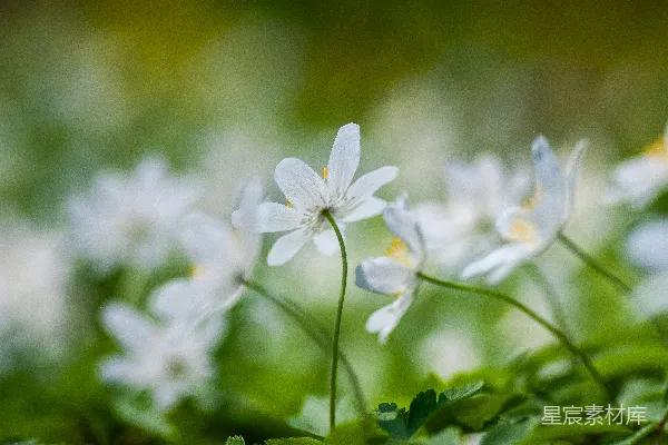 高清摄影 白花瓣的花