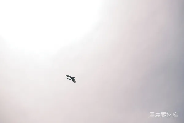高清摄影 一只鸟在空中翱翔。