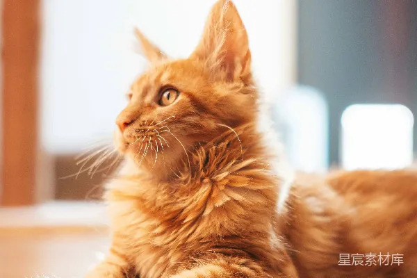 高清摄影 一只橙色虎斑小猫躺在木制地板上。