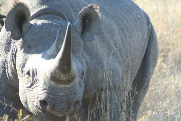 高清摄影 一张犀牛特写的照片，它正直视着观众。