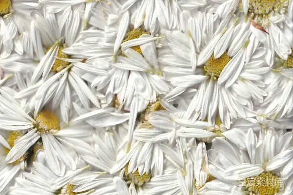 高清摄影 白黄相间的雏菊花朵