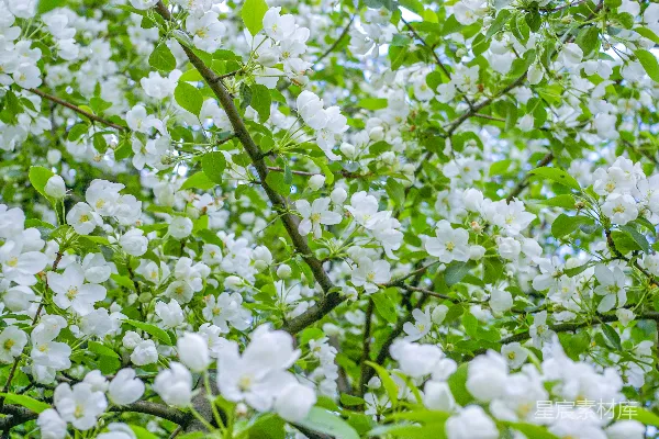 高清摄影 绿树枝上开着白花