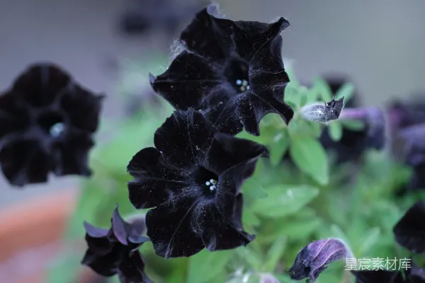 高清摄影 黑牵牛花在花盆里盛开。
