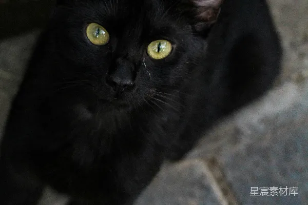 高清摄影 黑猫在灰色混凝土地板上