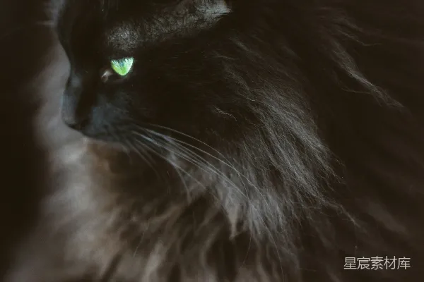 高清摄影 黑毛长毛猫的特写摄影