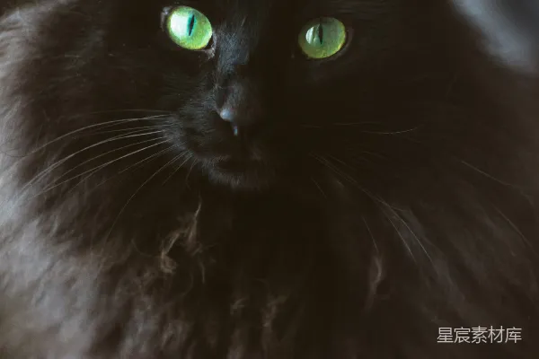 高清摄影 黑白长毛猫