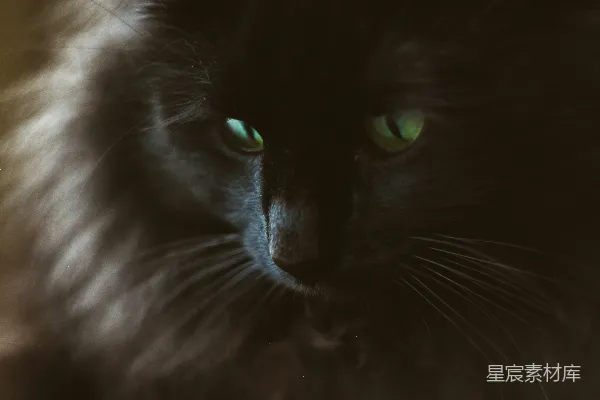 高清摄影 黑猫，蓝眼睛