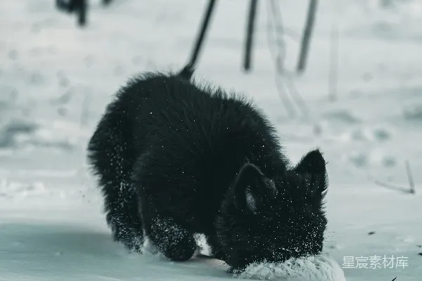 高清摄影 一只黑猫在雪地里玩耍