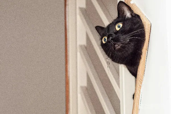 高清摄影 一只黑猫从墙后探出头来。