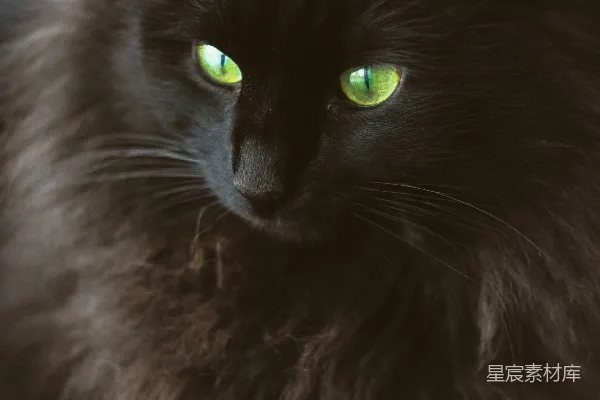 高清摄影 黑毛长毛猫的特写摄影