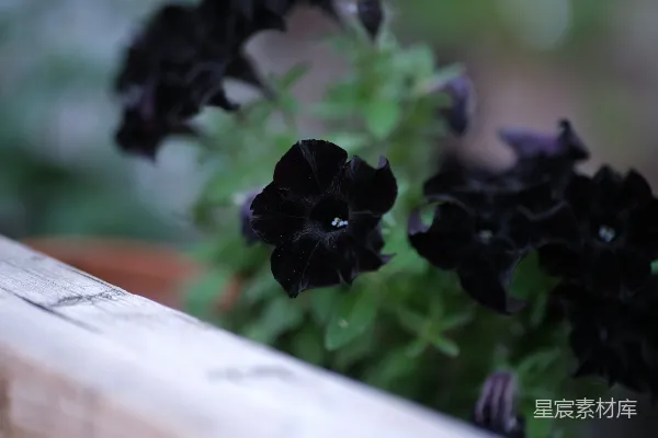 高清摄影 花园里黑色的花儿开得非常漂亮。
