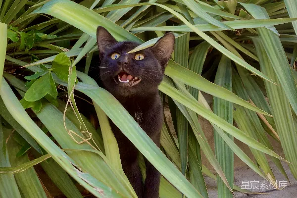 高清摄影 一只猫在植物里