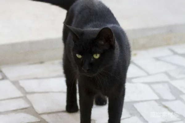 高清摄影 黑猫