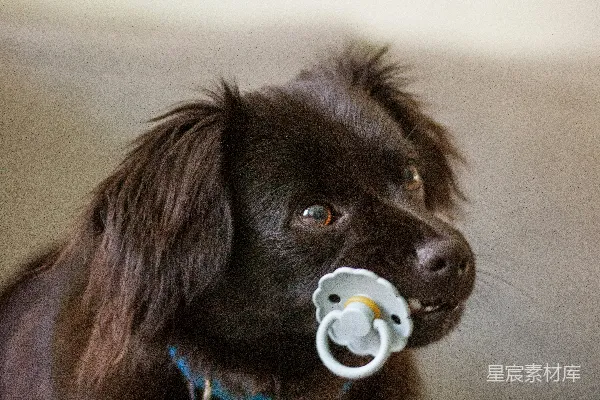 高清摄影 一只嘴里叼着奶嘴的黑狗