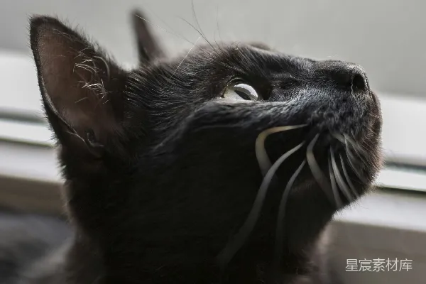 高清摄影 黑猫宝宝
