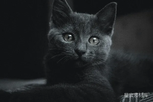 高清摄影 白底黑纹织物上的黑猫