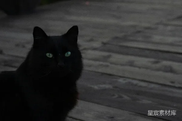 高清摄影 一只黑猫，绿眼睛，坐在木制平台上