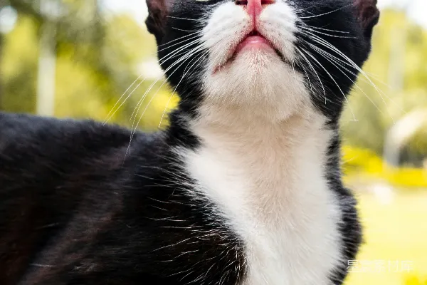 高清摄影 黑白色猫在黄色织物上