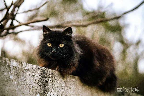 高清摄影 白天，一只黑棕色的猫站在灰色混凝土墙上。