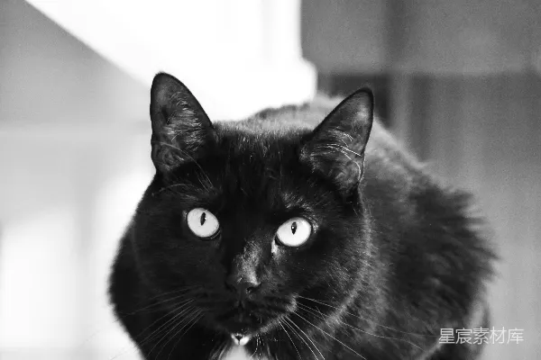 高清摄影 一只黑猫坐在木桌上。